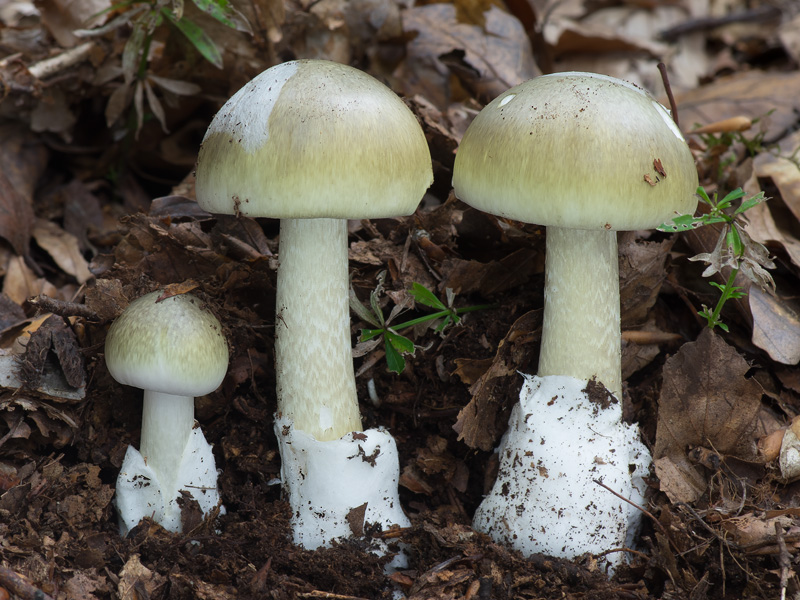 Amanita phalloides